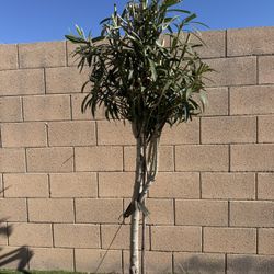 6ft Tall White Flowered Oleanders - 15 Gallon (two plants)
