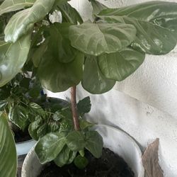 Beautiful Plant For $40