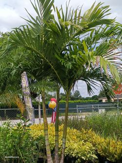 Triple Christmas palm tree 25gl $120🌴🌴🌴