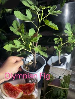 Olympian Fig Tree large and sweet purple skin fig