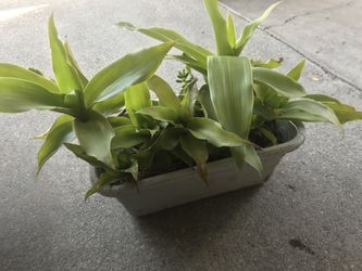 Plant