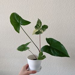 4” Syngonium Albo