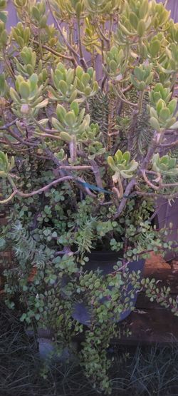 Huge succulents plants...3 kinds in 1 pot
