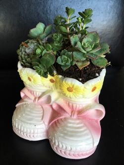 Real live succulents make great gifts