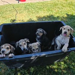 Dog cage