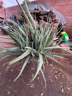 Aloe Vera Cana Lilies Elephant Food Agave Plants
