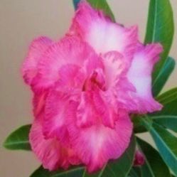 6” desert rose