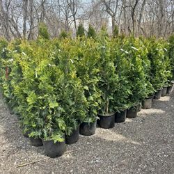 Green Giants Thuja