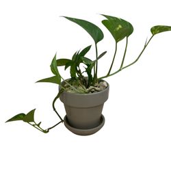 5.5 inch Ceramic Pot Healthy Golden Pothos Plant Indoor 