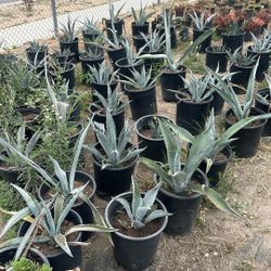 Agave Plants