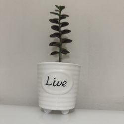 Live Jade (Lucky) Plant  in a Ceramic Pot