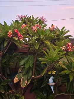 🚨 UNIQUE 2-COLOR COMBO PLUMERIA TREE IN WOOD PLANTER 🚨vibrant pink and yellow rainbow flowers