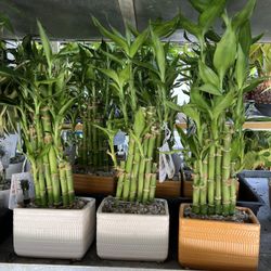 Lucky Bamboo In Cerámica Pot. SPECIAL PRICE 🤩