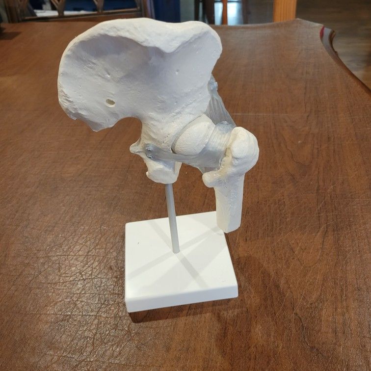 Hip Bone Model Human Hip Joint Model Educational Tool Made in Germany.
Perfect shape, display item. It is approximately 10.5" tall, plus 0.75" 
base. 