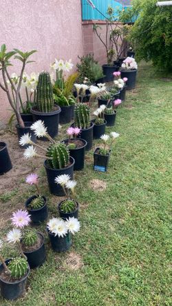 Cactyplant