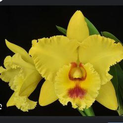 Orchid Orquídea Cattleya 