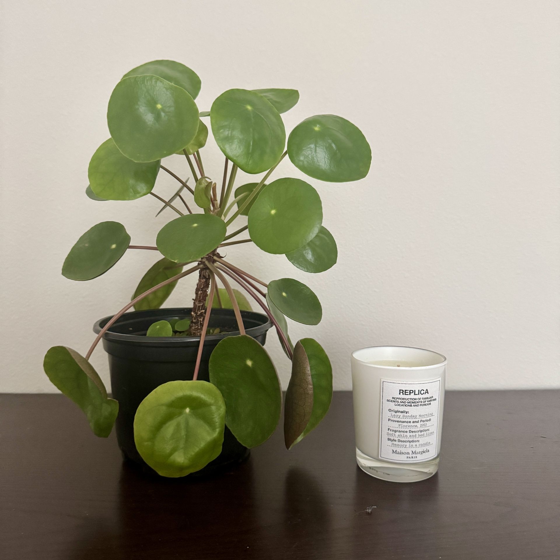 Pilea Plant/ Chinese Money Tree In 6-inch Pot
