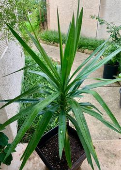 LARGE YUCCA PLANT