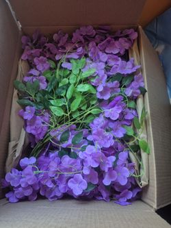Purple flowers