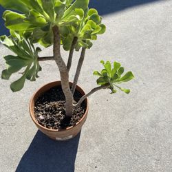 Green Succulent 