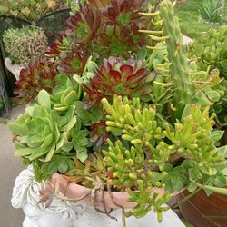 diferentes suculentas es muy grandes