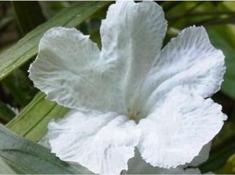 White Ruelias Mexicana Bushes $22 Each Price. Firm