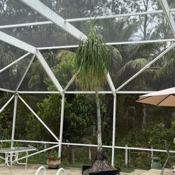 Two Ponytail Palms 