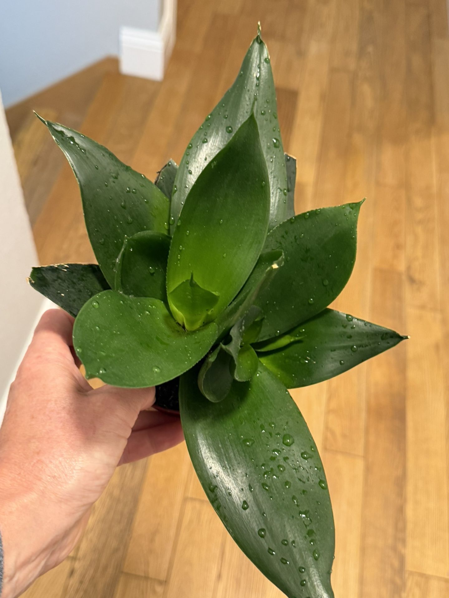 Birdnest Snake Plant