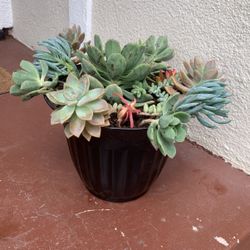 Succulent Arrangement