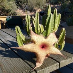 Starfish Cactus 14 Available 