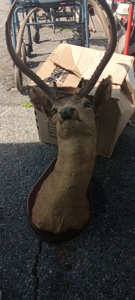 Mule Deer Head Mount