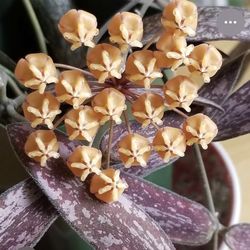 Hoya Sigilatis Rare Indoor Plant
