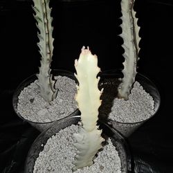 Euphorbia White Ghost 