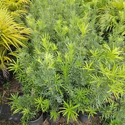 podocarpus  $8.50, 4 feet $10,  about 6 feet $35, $75 7 feet 8 feet and 9 feet al available measurments over the pot. 