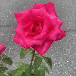 Hot Pink Rose 🌹 