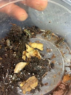 Saint Isabel froglets