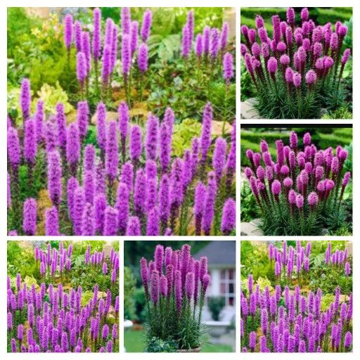 Blazing Star 5 Per Pot 15$