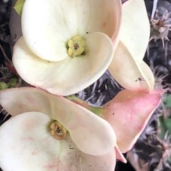 Corona De Cristo Angel Blanco