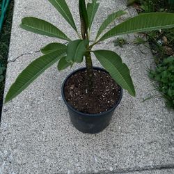 Plumeria Tree 