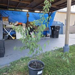 Planta de Cherry Roja