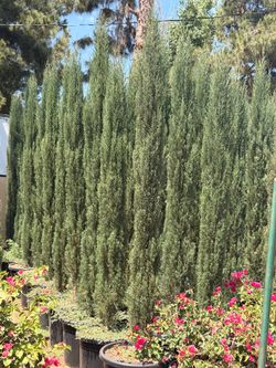 Italian cypress 8-9 feet tall when planted 20 gal