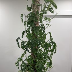 Swiss cheese monstera - also know as Adanson’s monsterapot