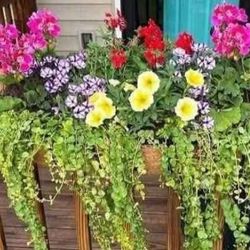 Iron Planter Baskets to hang from porch, deck, fence, shed etc. - $20 each