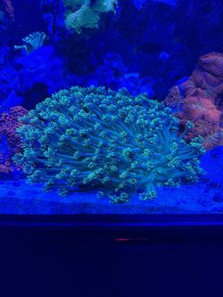 Large Fake Goniopora Coral Decoration