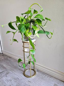 Indoor Plant with vase