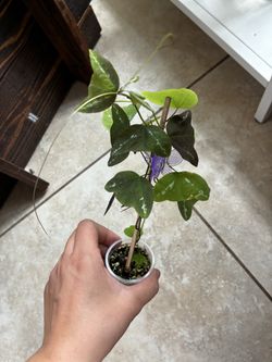 Butterfly Passiflora