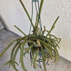 🌸🌵Rat Tail Cactus 🌵 🌸