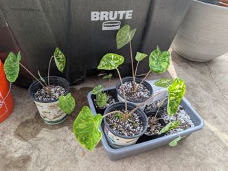 Hilo Beauty Caladium / Colocasia