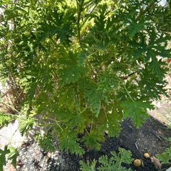 Citronella 