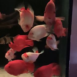 Fish Tank Decor , Fish Tank 